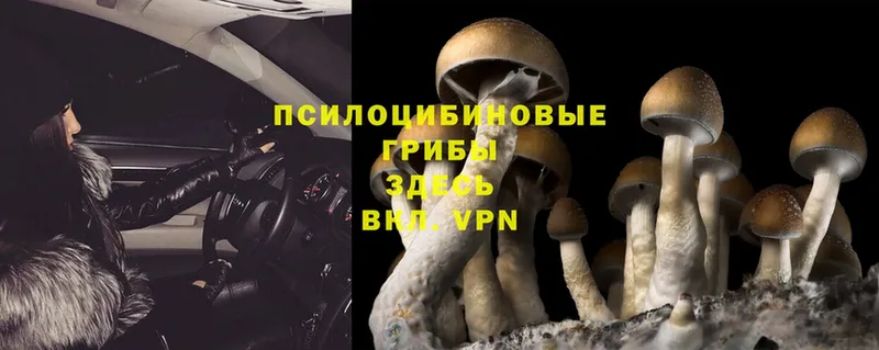 Псилоцибиновые грибы Psilocybe  Кизилюрт 